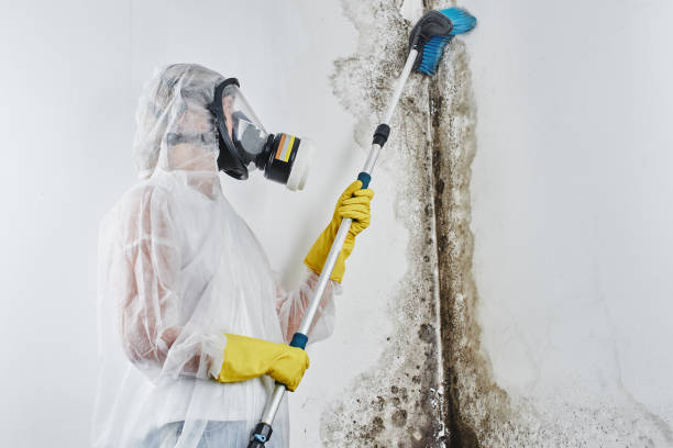 Why You Should Choose Our Mold Remediation Services in Felton, DE